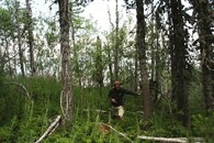 přirozeně vzrostlý les