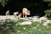 vlk s vlčaty