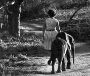 Daphne Sheldricková