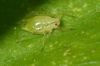 mšice broskvoňová