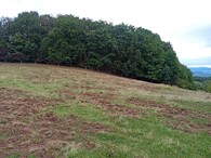 louka rozrytý od divokých prasat