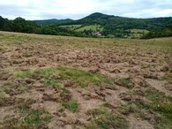 louka rozrytý od divokých prasat