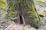 Veteranizace stromů v NP Podyjí. 