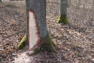 Veteranizace stromů v NP Podyjí. 