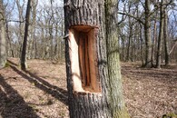 Veteranizace stromů v NP Podyjí. 