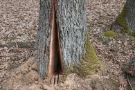 Veteranizace stromů v NP Podyjí. 