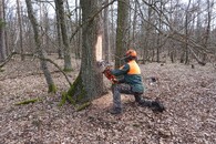 Veteranizace stromů v NP Podyjí. 
