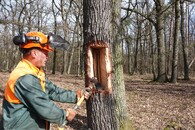 Veteranizace stromů v NP Podyjí. 
