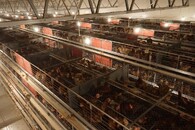 Velkochov slepic - špatné podmínky Svinčany