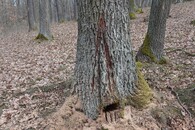 Veteranizace stromů v NP Podyjí. 