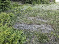 stanoviště malohubky laločnaté