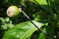 Franklinia alatamaha