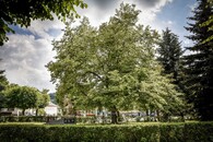 Lípa svobody u pomníků v Kdyni