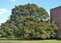 Javor babyka v Ústí nad Orlicí 