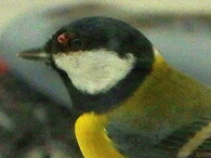 Sýkora koňadra napadená ptačími neštovicemi