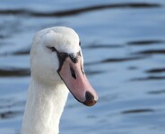 Labuť s poraněným okem