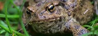 Ropucha obecná