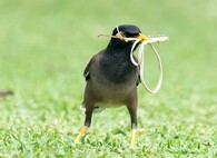 Pták stavící hnízdo