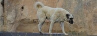 Kangal