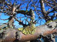 lišejník na ovocném stromě