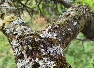 lišejník na ovocném stromě