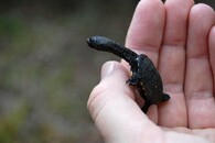 dlouhokrčka australská