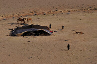 poušť afghanistán