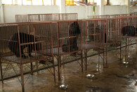 Medvědi chovaní pro žluč