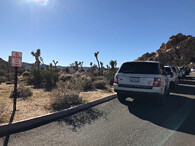 Joshua Tree
