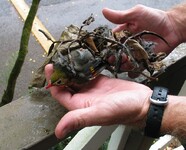  Pisonia brunoniana -  zabiják ptáků