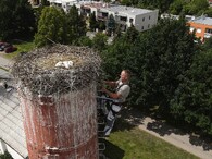 Kroužkování čápů