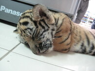 pašované mládě tygra