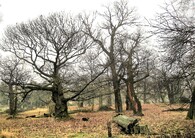 Skupina památných stromů Kaštanka v Chomutově 