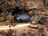 Zimovištní komůrky střevlíků