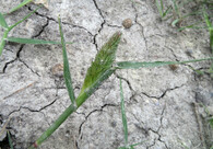 Bahenka šášinovitá