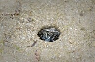 svižník písčitý