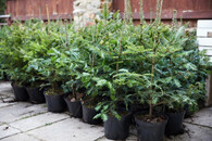 vánoční jedle bělokorá