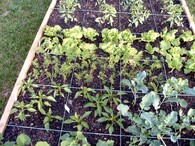 Čtverečková zahrádka