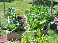 Čtverečková zahrádka