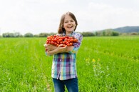 Skleníky na rajčata v Kameničanech