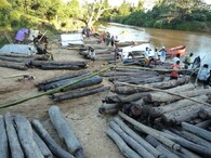 vytěžený palisandr