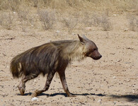 Hyena čabraková