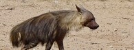 Hyena čabraková