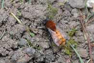 pískorypka ryšavá 