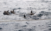 Delfíni u pobřeží Mauriciu