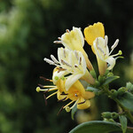 Lonicera henryi
