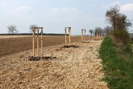 ukradené ovocné stromy