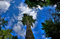 douglaska tisolistá