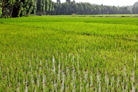 rýžové pole v Íránu