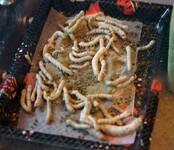 housenky bource morušového